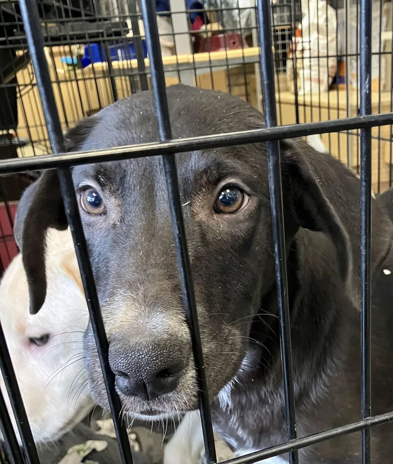 A baby medium-sized male White / Cream Mixed Breed dog named Stark for adoption in Parma, OH