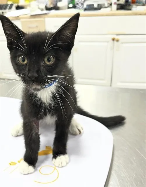 A baby small-sized male Domestic Short Hair cat named Sterling for adoption in Upper Marlboro, MD