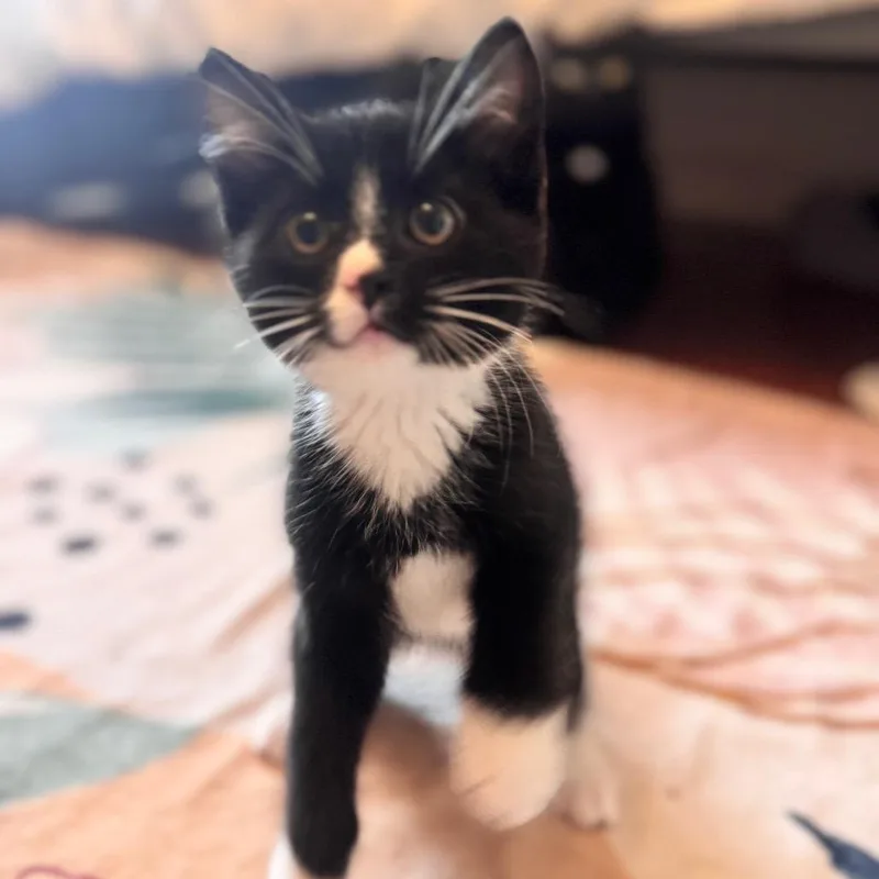 A baby small-sized male Black Domestic Short Hair cat named Kerr for adoption in Brownsboro, AL