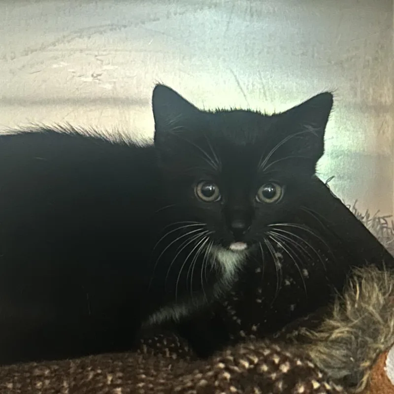 A baby small-sized female Black Domestic Short Hair cat named Dr. Pepper for adoption in Charlottesville, VA