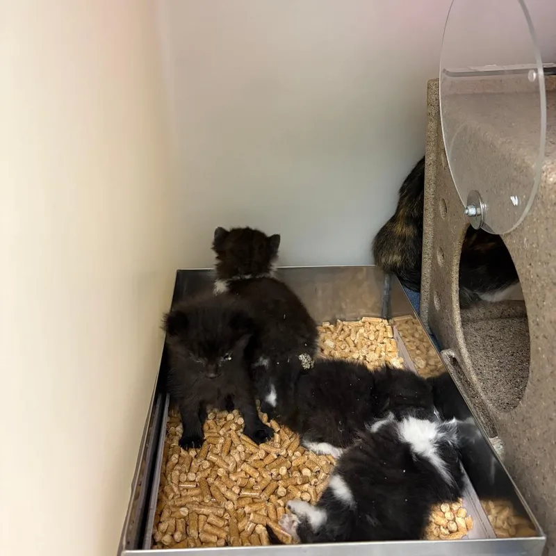 A baby small-sized male Black Domestic Short Hair cat named Winston for adoption in Harrisonburg, VA