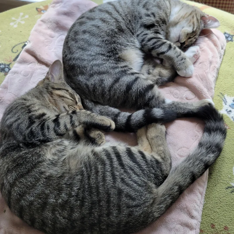 Rascal & Wiggles thumbnail 5