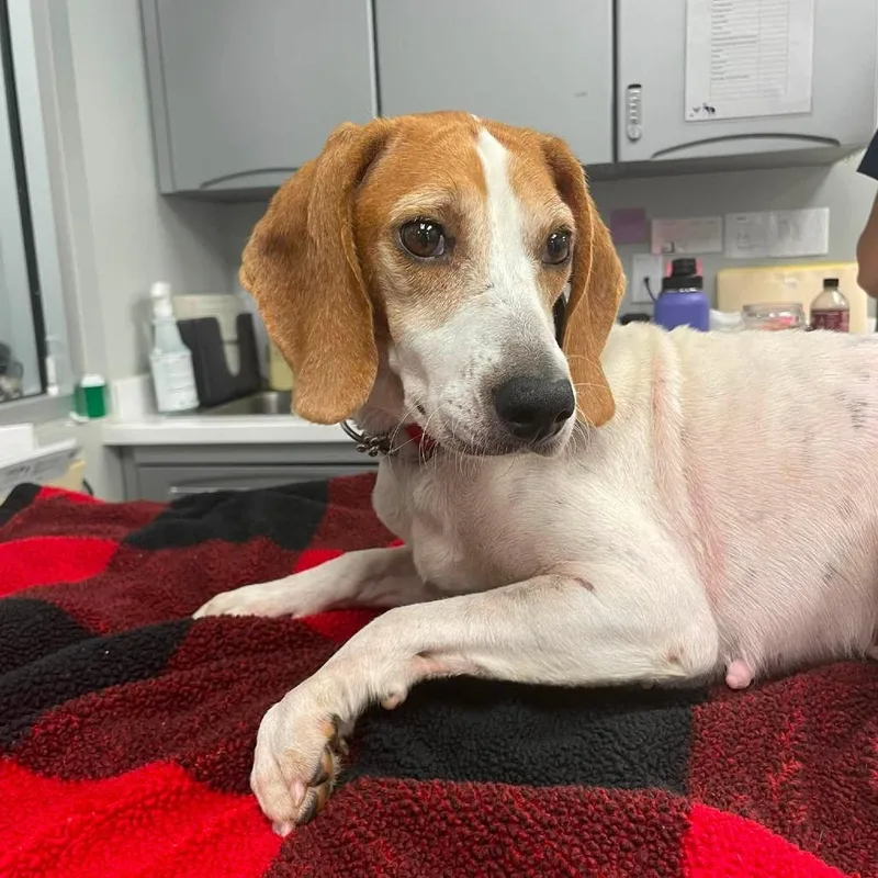 An adult medium-sized female Brown / Chocolate Beagle dog named Honey for adoption in Dayton, OH