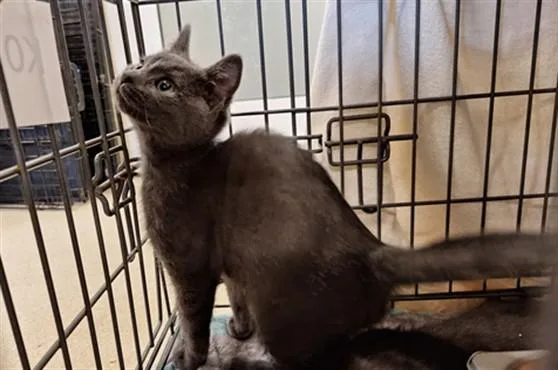 A baby small-sized male Domestic Short Hair cat named Roux for adoption in Hagerstown, MD
