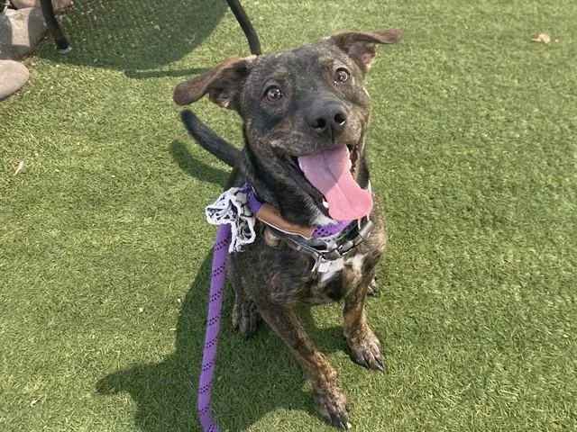 A young small-sized male Australian Kelpie dog named Ranger for adoption in Phoenix, AZ