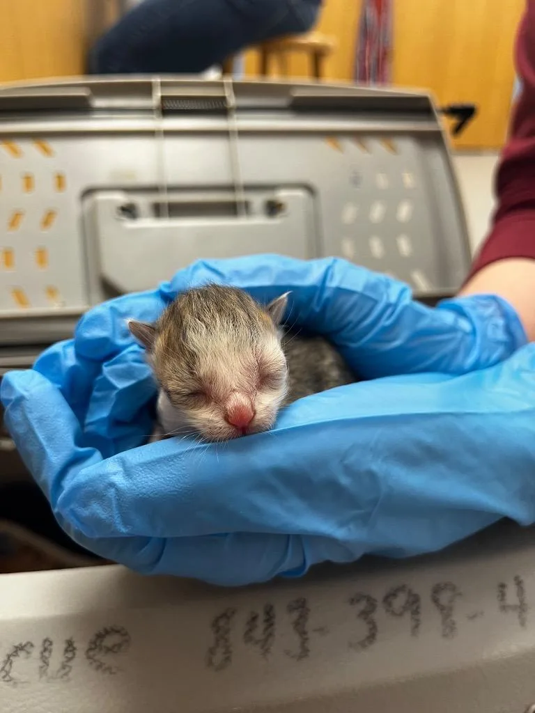 A baby small-sized male Domestic Short Hair cat named Pringle for adoption in Hartsville, SC
