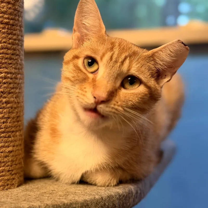A young small-sized female Orange / Red American Shorthair cat named Poppie Anne for adoption in Bessemer, AL