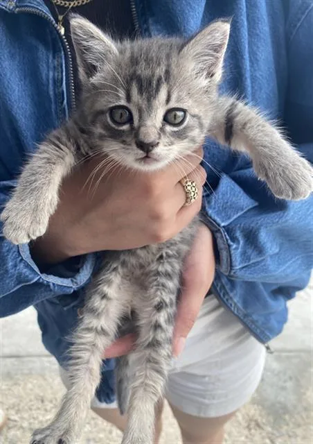 A baby medium-sized male Domestic Short Hair cat named Pepper for adoption in Dallas, TX