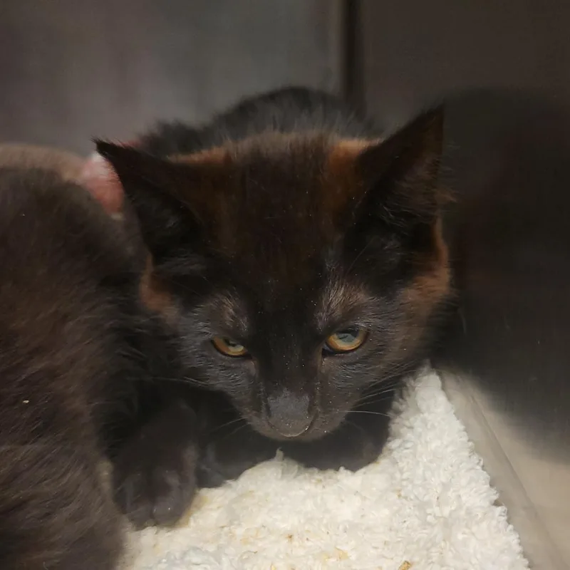 A baby medium-sized female Black Domestic Short Hair cat named Sneasel for adoption in Plover, WI