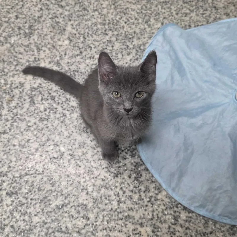 A baby small-sized male Gray / Blue / Silver Domestic Short Hair cat named Markus for adoption in Falls Church, VA