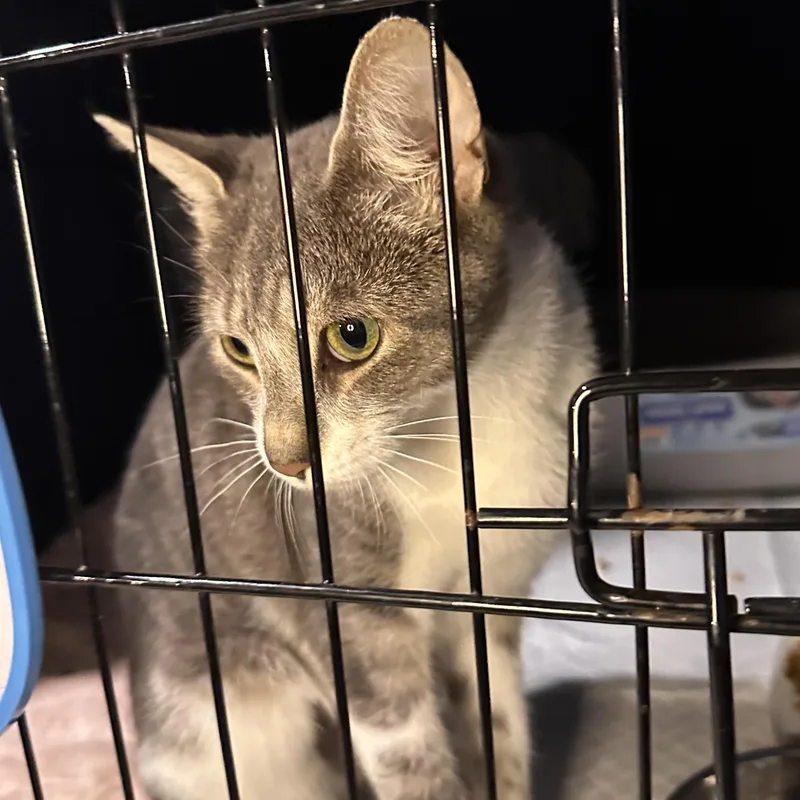 A baby medium-sized female Gray & White Domestic Short Hair cat named Harpo for adoption in Jersey City, NJ