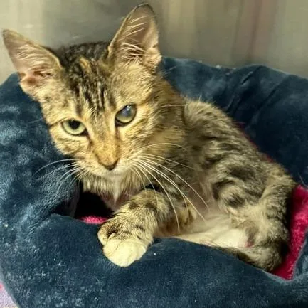 A baby small-sized female Brown / Chocolate Domestic Short Hair cat named Norah for adoption in Edwardsville, IL