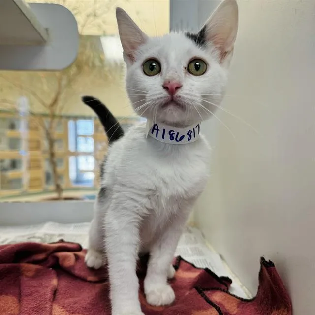 A young small-sized female Domestic Short Hair cat named Shasta for adoption in Riverside, CA