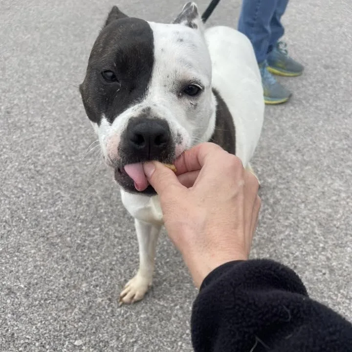 An adult medium-sized female White / Cream Mixed Breed dog named Wind for adoption in Georgetown, TX