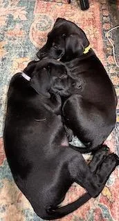 A baby large-sized male Black Labrador Retriever dog named Brody for adoption in Warrington, PA