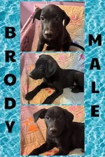 Brody thumbnail 2