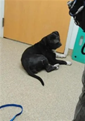 An adult large-sized female Pit Bull Terrier dog named Remmi for adoption in Albuquerque, NM