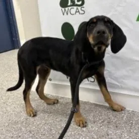 A baby medium-sized male Black Bloodhound dog named Sherlock for adoption in Seminole, FL