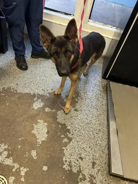 A young large-sized female German Shepherd Dog dog named Sweetie for adoption in Mobile, AL