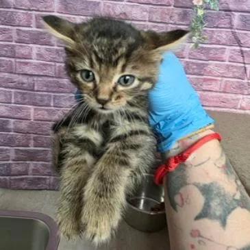 A baby small-sized male Brown / Chocolate Domestic Short Hair cat named Louey 'Elbow' Carlsbad for adoption in Denver, CO