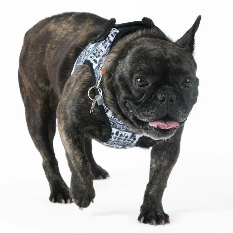 A senior medium-sized female Brindle French Bulldog dog named Yellow Roses for adoption in San Francisco, CA