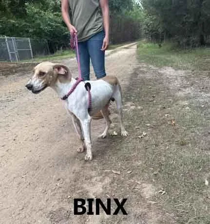 An adult medium-sized male White / Cream Coonhound dog named Binx for adoption in Washington, GA