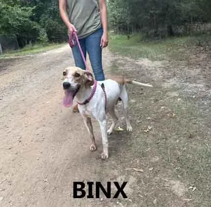 Binx thumbnail 2