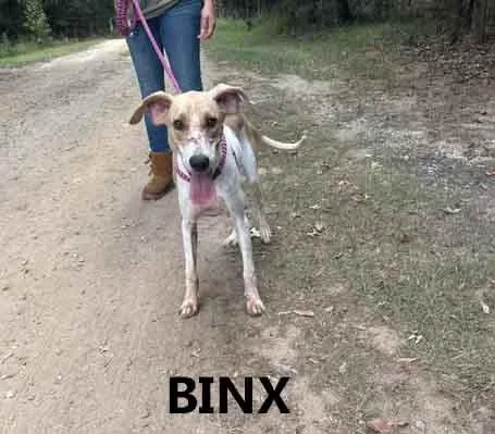 Binx thumbnail 3