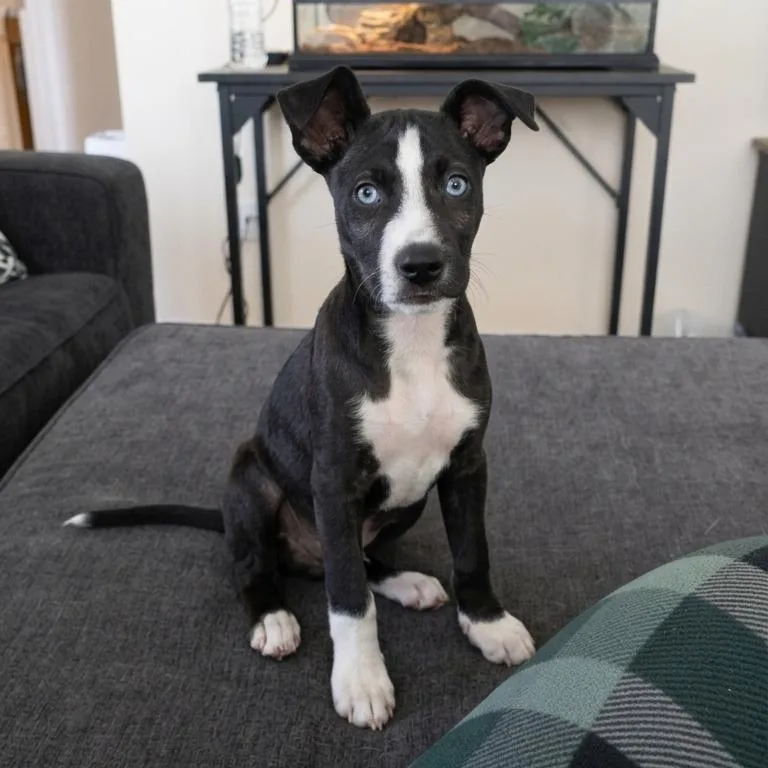 A baby medium-sized male Black Pit Bull Terrier dog named Indigo for adoption in San Diego, CA