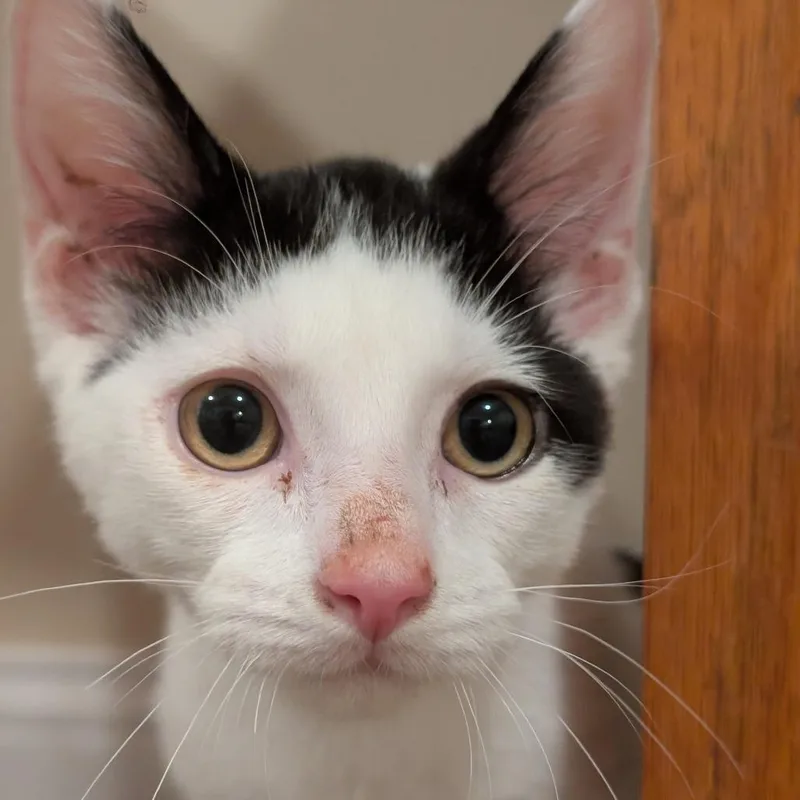 A young small-sized male White Domestic Short Hair cat named Poe for adoption in La Grange, KY
