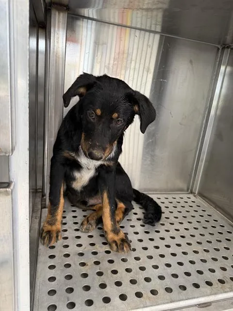 A baby medium-sized male Mixed Breed dog named King for adoption in Dallas, TX