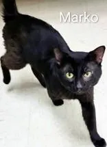 An adult medium-sized male Black Domestic Short Hair cat named Marko for adoption in Moline, IL