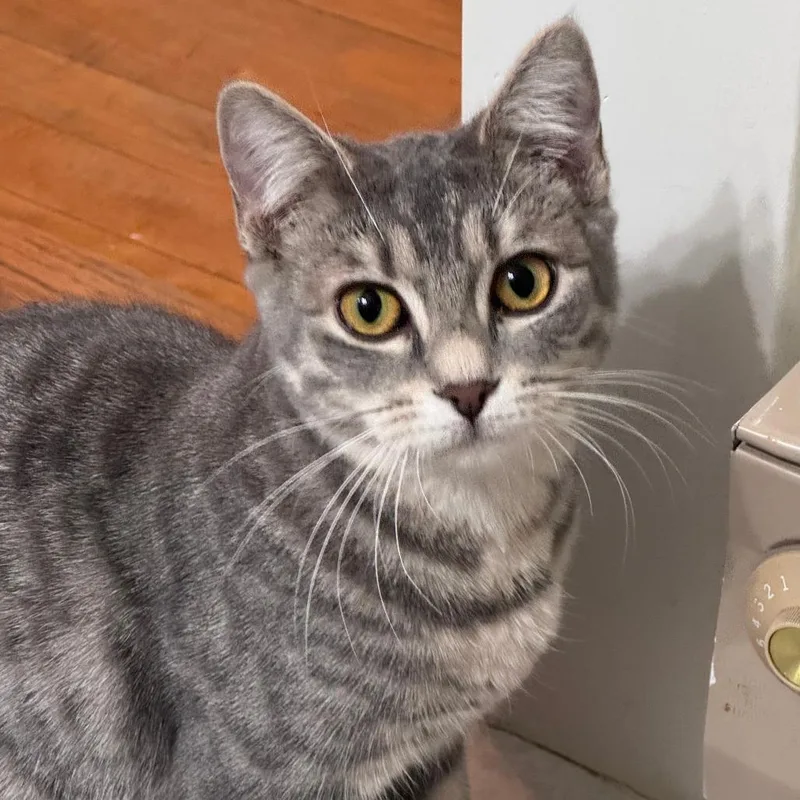 A young medium-sized female Gray / Blue / Silver Domestic Short Hair cat named Winnie for adoption in Washington Township, OH
