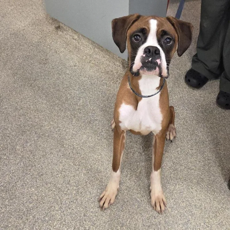 An adult medium-sized male Brown / Chocolate Mixed Breed dog named Teddy for adoption in Jacksonville, FL