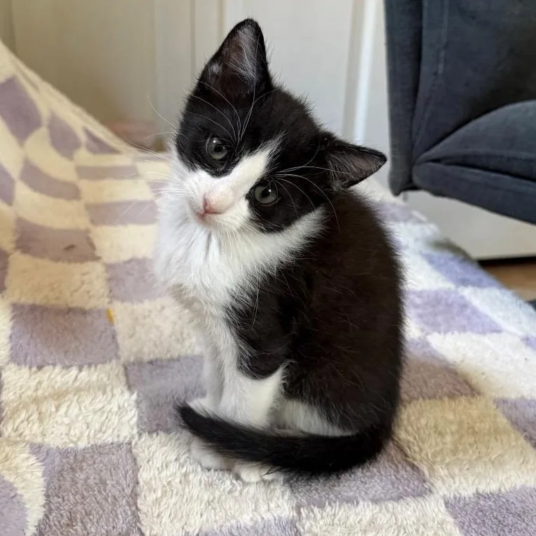 Stella McCatney Black