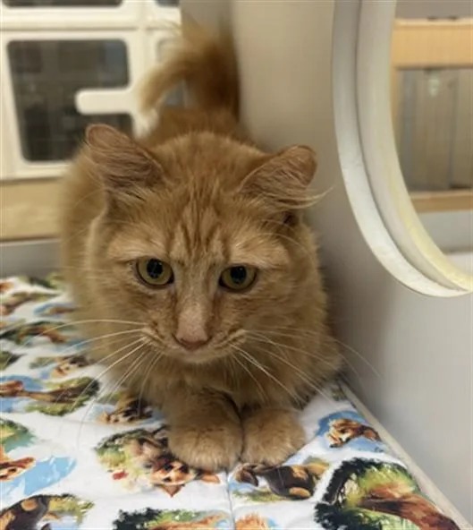 A young medium-sized female Domestic Medium Hair cat named Gari for adoption in Texas City, TX