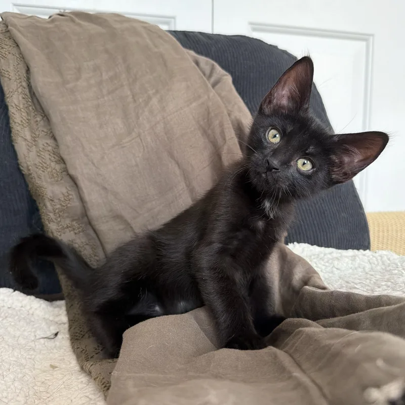 A baby medium-sized male Black Domestic Short Hair cat named Kiss for adoption in BROOKLYN, NY