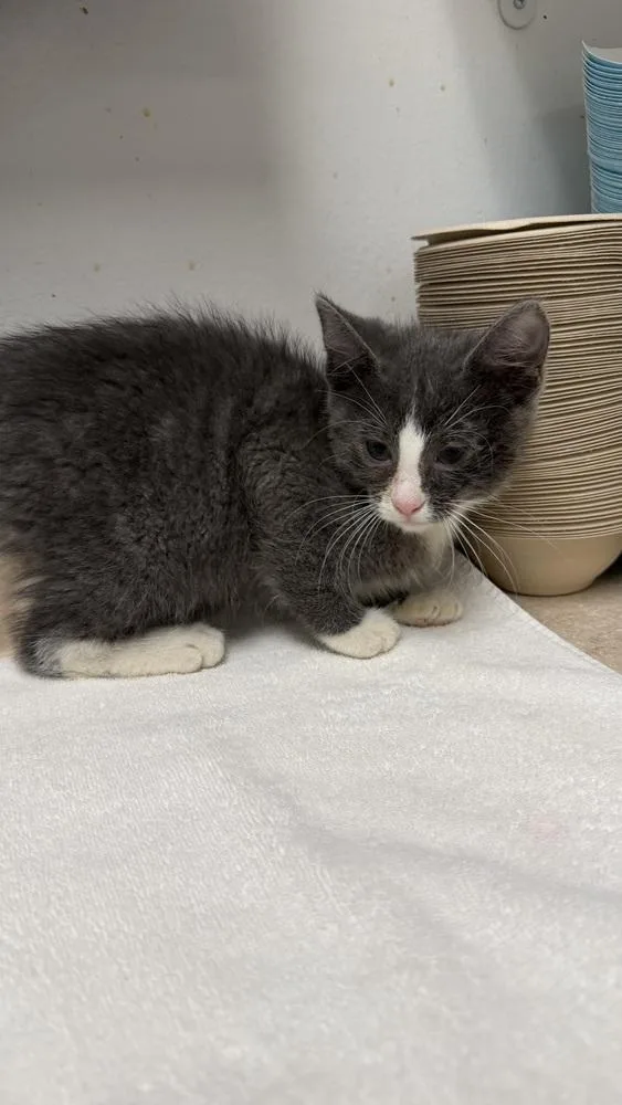 A baby small-sized male Gray & White Domestic Short Hair cat named Daniel for adoption in Ontario, CA