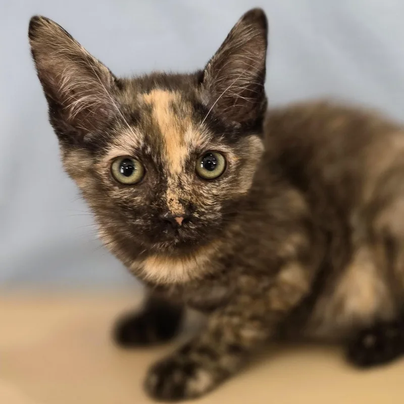 A baby small-sized female Tortoiseshell Domestic Short Hair cat named Jessie for adoption in Macomb Twp, MI