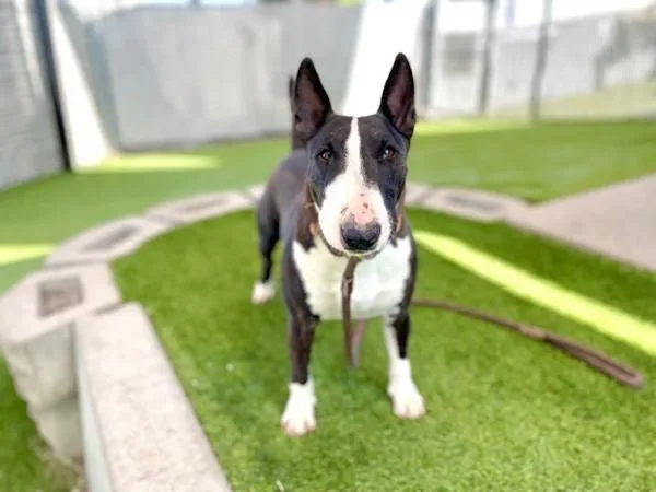 An adult large-sized female Bull Terrier dog named Vela for adoption in Salt Lake City, UT