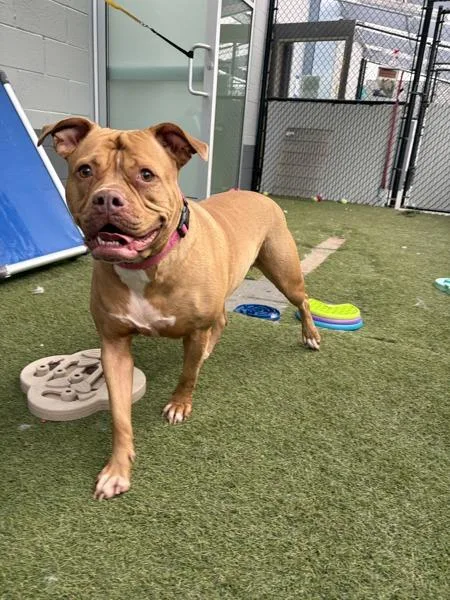 An adult large-sized female Dogue de Bordeaux dog named Selena for adoption in San Diego, CA