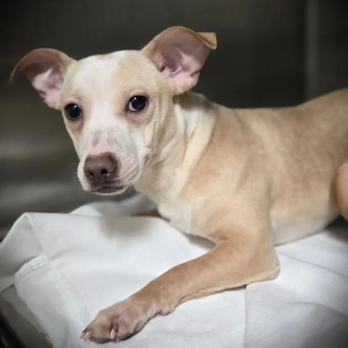 A young small-sized male Chihuahua dog named Mango for adoption in Los Angeles, CA