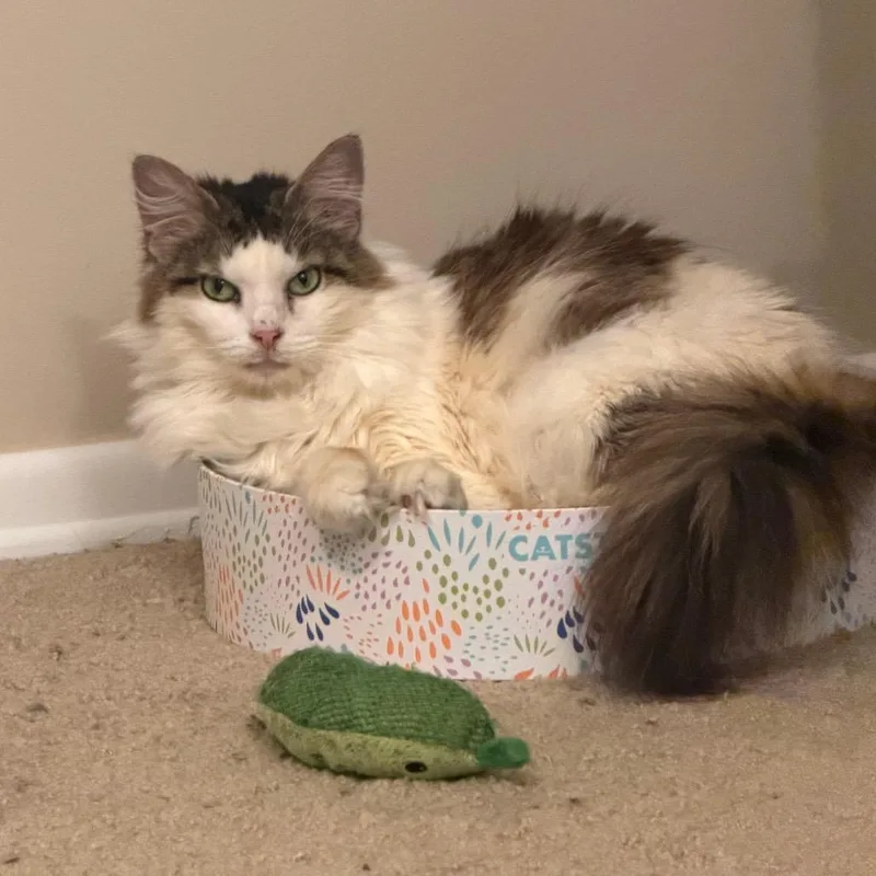 A senior medium-sized female White Domestic Medium Hair cat named Angelica for adoption in Gibsonia, PA