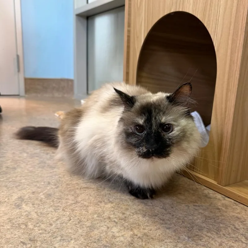 An adult large-sized female Buff / Tan / Fawn Domestic Short Hair cat named Whitley for adoption in Palm Springs, CA