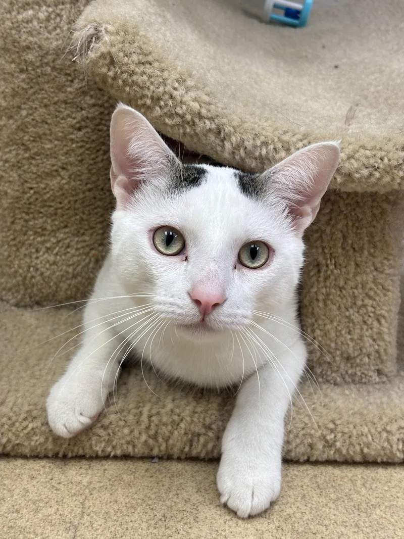 An adult medium-sized male Domestic Short Hair cat named CoCo for adoption in Brick, NJ