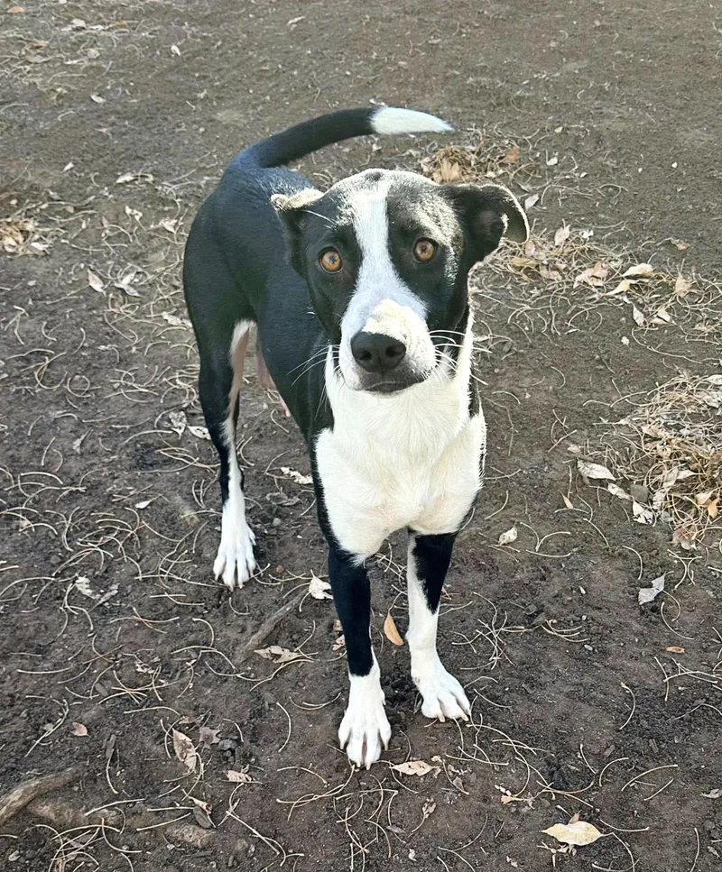 Milkshake thumbnail 2