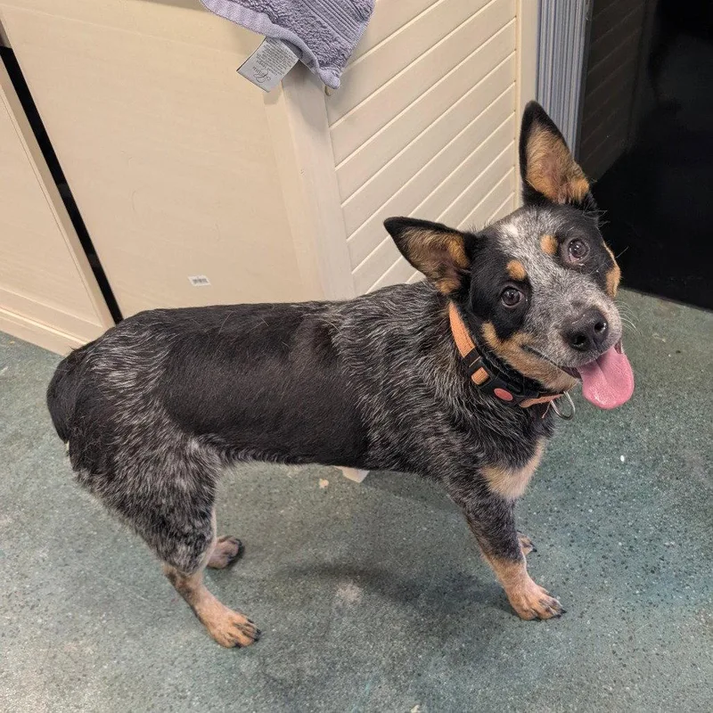 A young medium-sized female Cattle Dog dog named Kassidy for adoption in Chico, CA