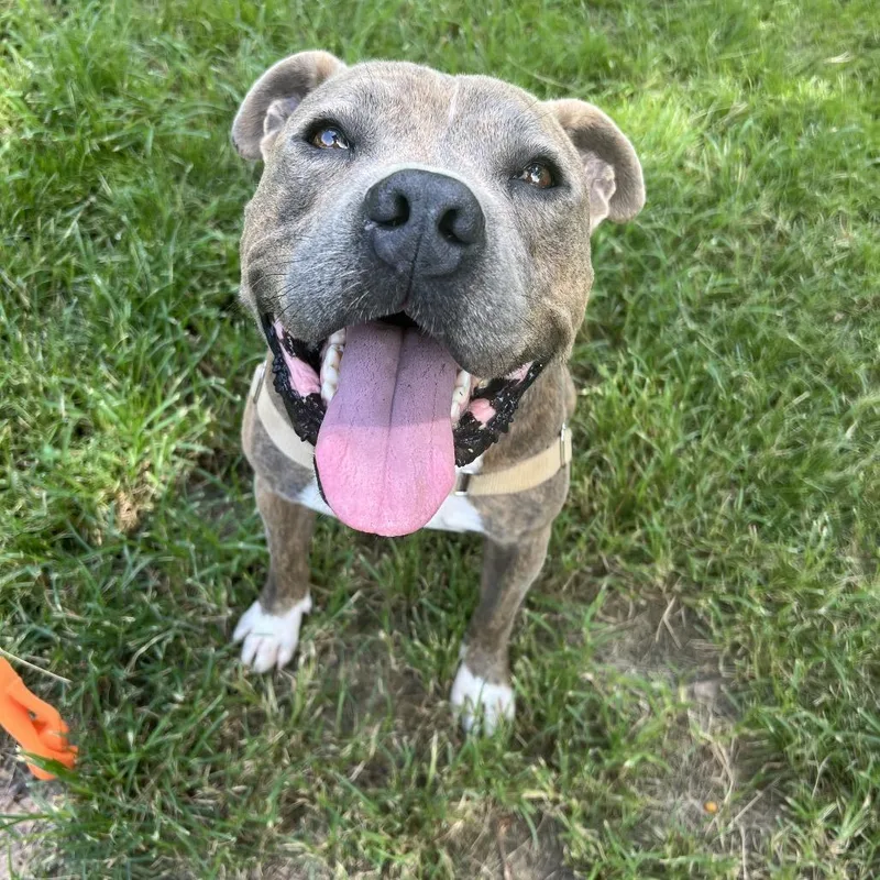 A young large-sized male Brindle American Bully dog named Pig Pen for adoption in Spring, TX