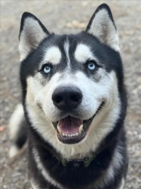 An adult large-sized male Siberian Husky dog named Wreath for adoption in Woodland, CA