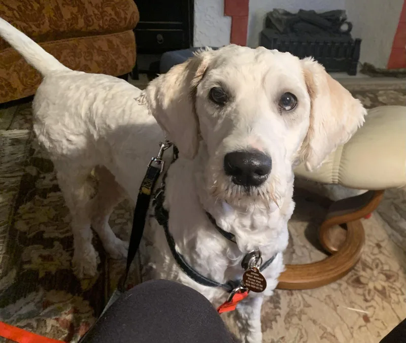 A young medium-sized female Standard Poodle dog named Lilo for adoption in Seattle, WA